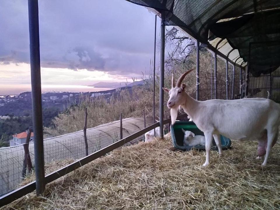 Agriturismo Fattoria Montecontessa Βίλα Γένοβα Εξωτερικό φωτογραφία