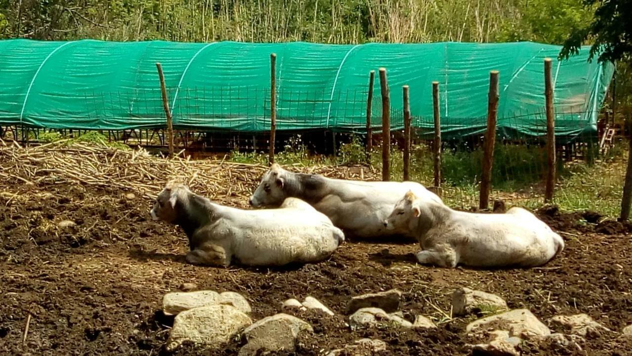Agriturismo Fattoria Montecontessa Βίλα Γένοβα Εξωτερικό φωτογραφία