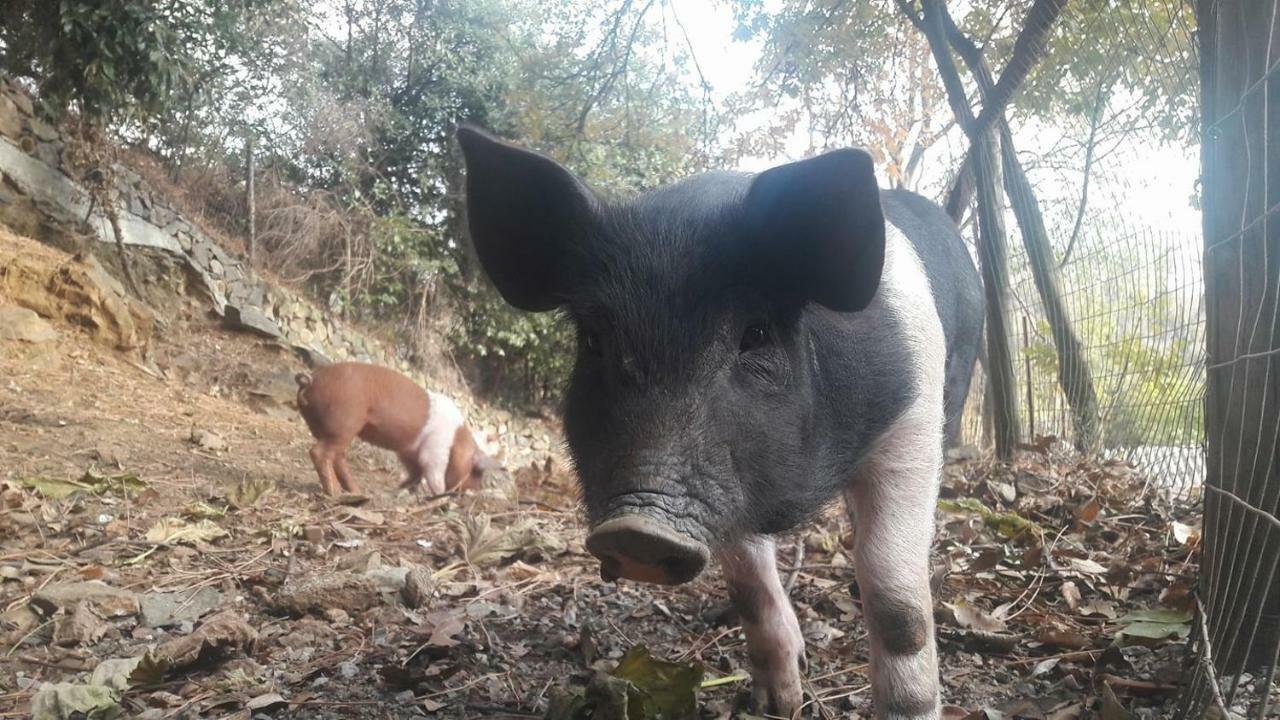Agriturismo Fattoria Montecontessa Βίλα Γένοβα Εξωτερικό φωτογραφία
